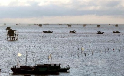 Mở hướng xuất khẩu ngao sạch sang châu Âu