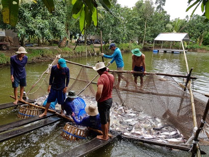 Nâng trách nhiệm với cá tra