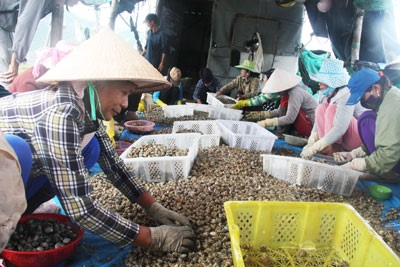 Đến năm 2020: Vạn Ninh có khoảng 200ha nuôi trồng thủy sản