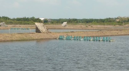 Một số lưu ý chăm sóc tôm thẻ chân trắng trong mùa mưa