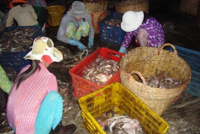 Bà Rịa - Vũng Tàu: Tổng sản lượng nuôi trồng thủy sản trên địa bàn tăng 8,89% so với cùng kỳ