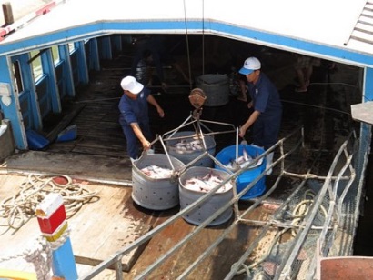 Đồng Tháp: Giá cá tra tăng, giá cá sặc rằn giảm mạnh