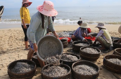 Thừa Thiên Huế: Ngư dân Quảng Công, Quảng Ngạn trúng đậm cá cơm
