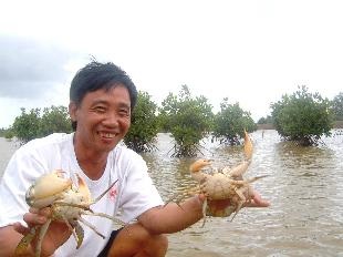 Phát triển mạnh mô hình nuôi tôm sú xen cua biển ở Trà Vinh