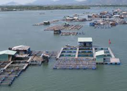 Tăng cường quản lý vùng nuôi thủy sản