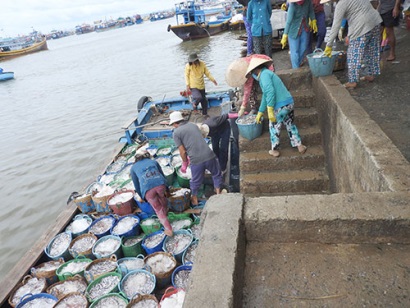 Bình Thuận: Phan Thiết “trúng” đậm mùa cá cơm