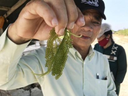 Kỹ sư địa chất đưa rong nho Khánh Hòa ra thế giới