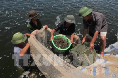 Trúng đậm vụ tôm nuôi trên ruộng muối