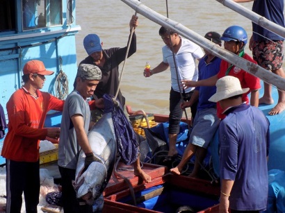 Làm gì để nâng cao chất lượng cá ngừ Phú Yên?