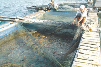 Bình Thuận: Nuôi trồng thủy sản: dấu hiệu vui