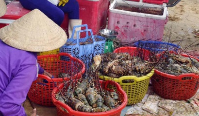 Tìm hướng nuôi tôm hùm bền vững