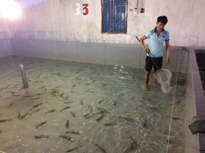 Tôm giống Ninh Thuận giữ được thương hiệu nhờ tài quản lý