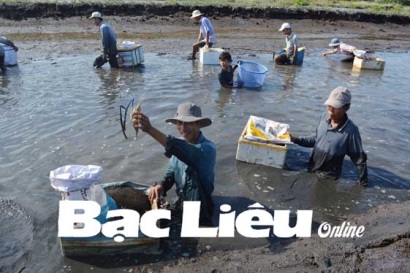 Xã Vĩnh Lộc A (Hồng Dân, Bạc Liêu): Phát triển mô hình nuôi tôm càng xanh