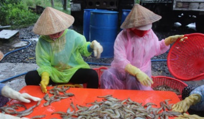 Tân Phú Đông (Tiền Giang): Nuôi tôm được mùa, được giá