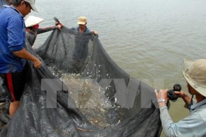 Ngư dân Thừa Thiên - Huế được mùa đánh bắt được mùa đánh bắt cá nục, cá cơm