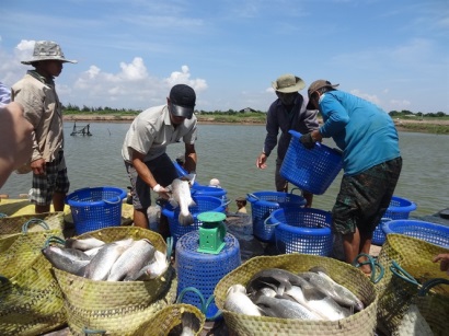 Doanh nghiệp gặp khó với các quy định an toàn thực phẩm