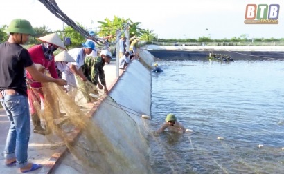 Thái Thụy (Thái Bình): Để phát triển nuôi tôm thâm canh công nghệ cao