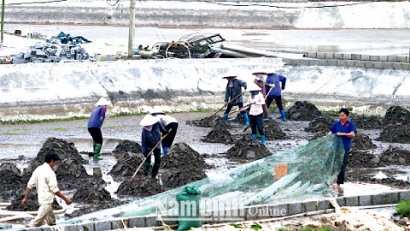 Nam Định: Mô hình nuôi tu hài, nuôi hàu ở Hải Hậu