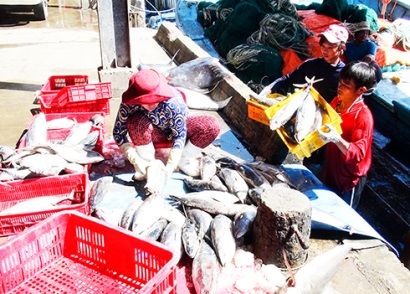 Chuỗi liên kết khai thác, thu mua, chế biến, tiêu thụ cá ngừ: Tín hiệu tích cực