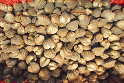 Nuôi sò huyết thương phẩm lãi tiền tỷ mà chỉ tốn công