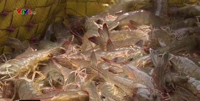 Tôm ĐBSCL trúng mùa, được giá