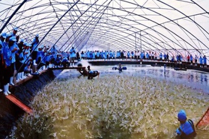 VASEP: Xuất khẩu tôm sang Mỹ giảm nhưng chưa đáng lo