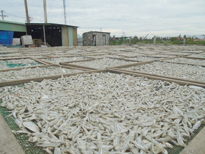 Bình Thuận: Cá cơm mồm Phan Thiết hướng đến thị trường xuất khẩu