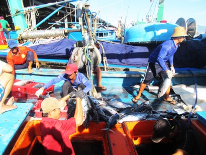 Chuỗi liên kết khai thác, chế biến, tiêu thụ cá ngừ sọc dưa: Thu hoạch 40 tấn cá