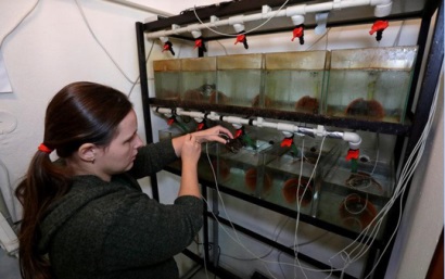 Thử độ sạch của nước bằng... tôm càng xanh