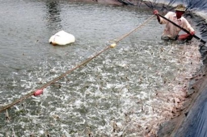 Người tiên phong đưa công nghệ nuôi trồng thủy sản ra nước ngoài