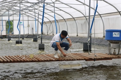 Nuôi tôm siêu thâm canh công nghệ cao