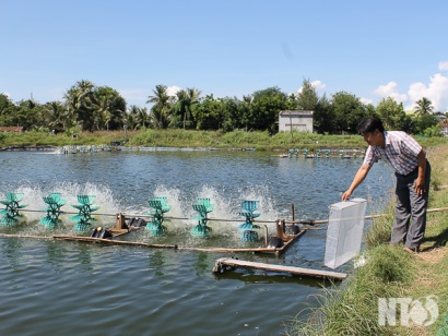 Hộ Hải (Ninh Hải, Ninh Thuận): Phát triển nghề nuôi tôm thẻ chân trắng