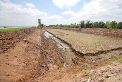 Những hình ảnh đẹp về cá tra từ ao nuôi đến nhà máy