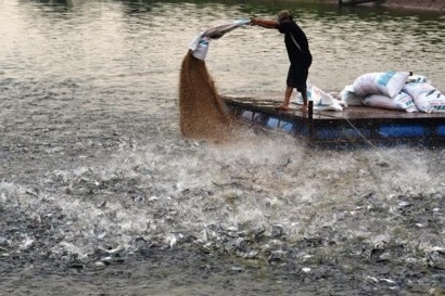 Cần Thơ: Phát triển vùng chuyên canh nuôi cá tra