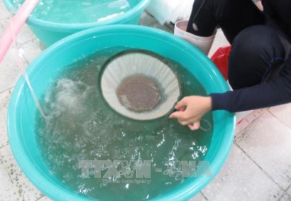 Nâng chất lượng sản xuất tôm giống Ninh Thuận