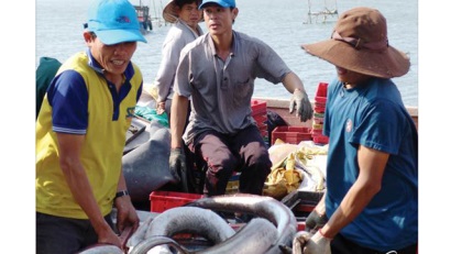 Ngư dân Thừa Thiên-Huế được mùa vụ cá Nam