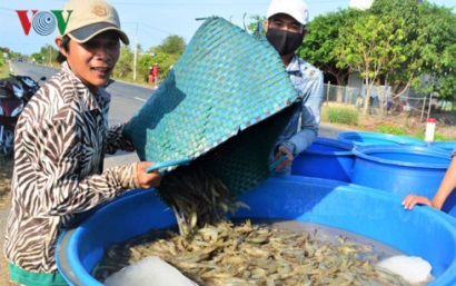 Phát triển nuôi tôm ở Việt Nam: Cần nhiều giải pháp đồng bộ