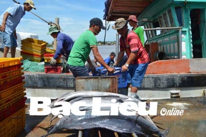 Huyện Đông Hải (Bạc Liêu): Đẩy mạnh nuôi trồng và khai thác thủy hải sản