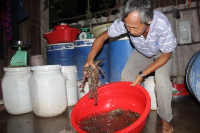 Ngọc Hiển (Cà Mau): Hiệu quả bước đầu trong nuôi tôm sinh thái