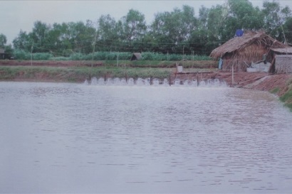 Trà Vinh: Hướng đến phát triển nghề nuôi tôm bền vững