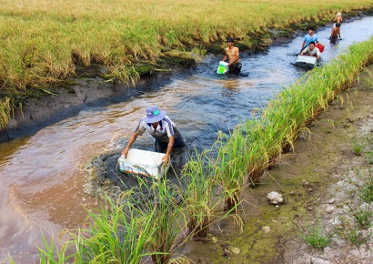 Thới Bình (Cà Mau): Diện tích nuôi tôm càng xanh tăng đột biến