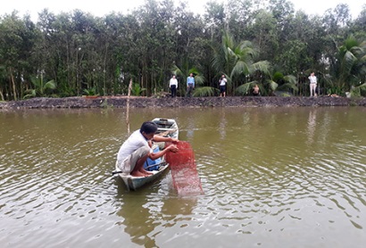 Hậu Giang: Luân canh tôm - lúa trên đất phèn nhiễm mặn
