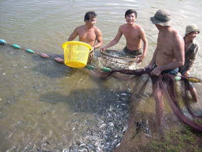 Liên kết sản xuất giống cá tra 3 cấp