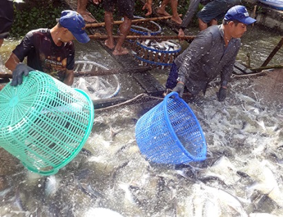 Hậu Giang: Giá cá tra tăng 10.000 đồng/kg