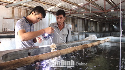 Nam Định: Đẩy mạnh phát triển sản xuất hàu giống