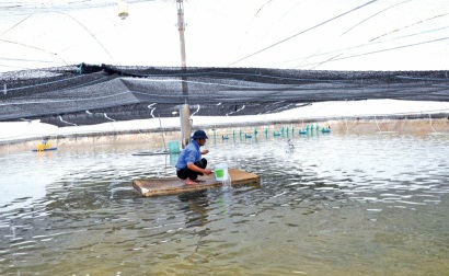Hiệu quả Phát triển nuôi trồng thủy sản theo hướng thâm canh ở huyện Kiến Thụy, Tp.Hải Phòng: Diện tích giảm, sản lượng vẫn tăng