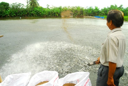Cá tra tăng giá, người nuôi hết hàng