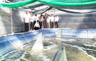 Long An: Cần Giuộc ứng dụng nuôi tôm công nghệ cao