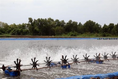 Kiên Giang: Nhiều giải pháp nuôi tôm an toàn và hiệu quả