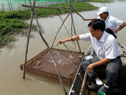 An Giang: Hiệu quả mô hình tôm - lúa ở An Phú